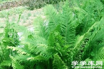 莢果蕨