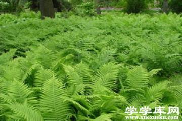 莢果蕨