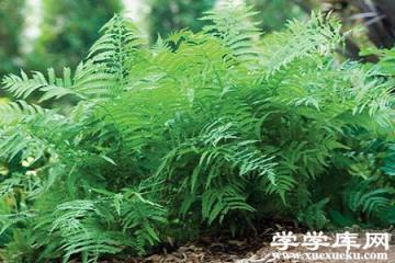 莢果蕨