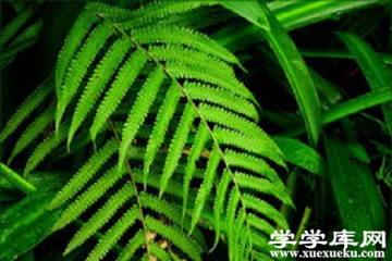 莢果蕨