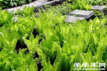 莢果蕨