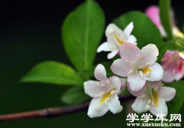 錦帶花栽植修剪
