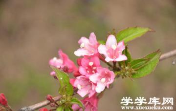 錦帶花養護修剪