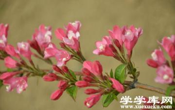 錦帶花老枝修剪