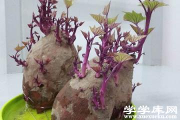 紅薯