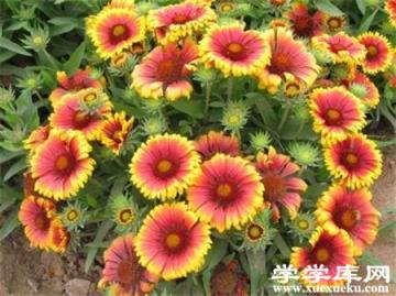 天人菊