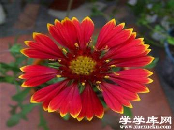天人菊單花