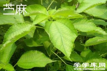 苧麻葉子.jpg