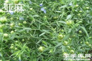 亞麻葉.jpg