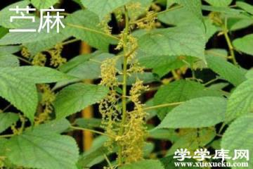 苧麻花.jpg