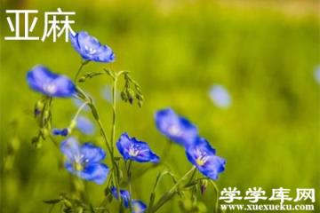 亞麻花.jpg