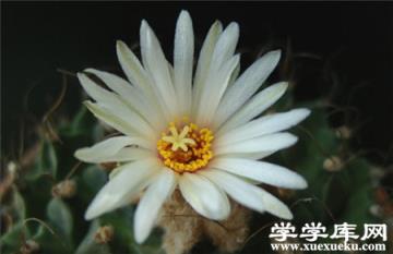 帝冠的養殖方法