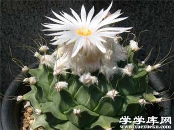 帝冠的養殖注意事項