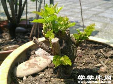桑樹盆景