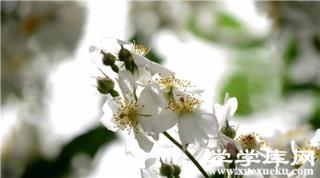 荼蘼的觀賞作用