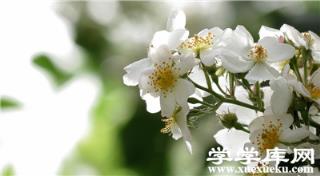 荼蘼的凈化作用