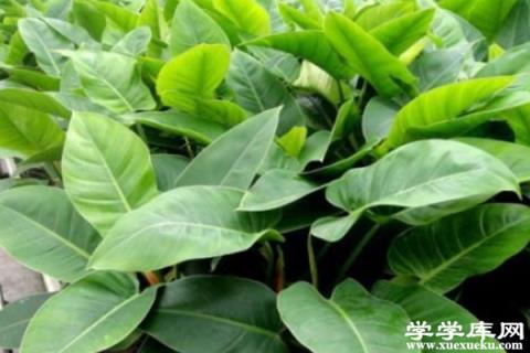 秋天記得給“龜背竹”擦擦葉，葉子油綠全靠這招，太實用！