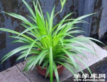綠植