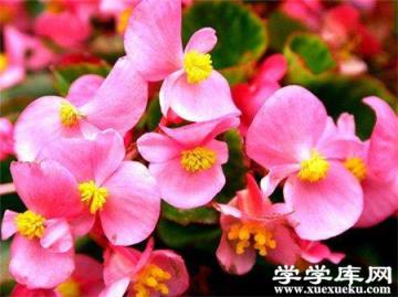 四季海棠開花