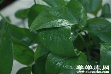 綠蘿
