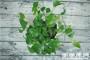 綠蘿