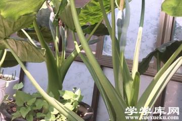 滴水觀音