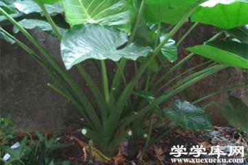 滴水觀音