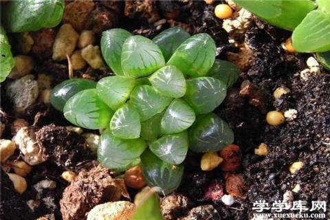 玉露有毒嗎，能在家里養嗎