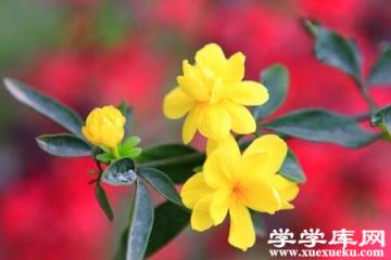 迎春花