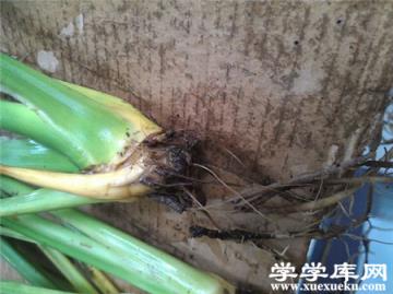 第二種，中度爛根