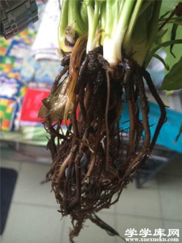 第三種，重度腐爛