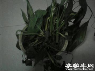 土培白掌爛根怎么辦？