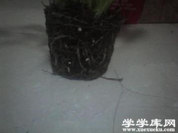 土培白掌爛根怎么辦？