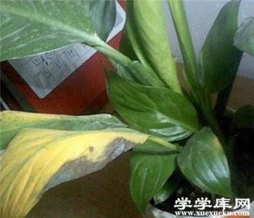 白掌爛根