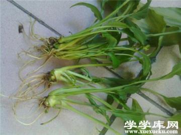 水培白掌爛根怎么辦？