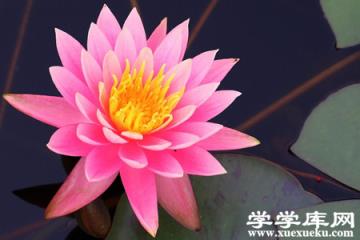 紅睡蓮的圖片