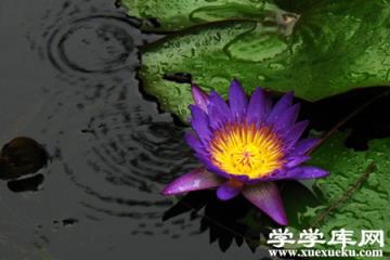印度藍睡蓮