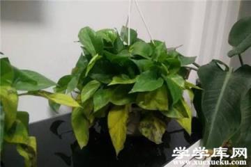 綠蘿