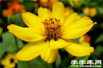 百日草常見盆栽品種：小世界