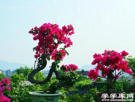 三角梅盆景