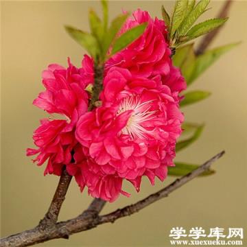 碧桃蟲害