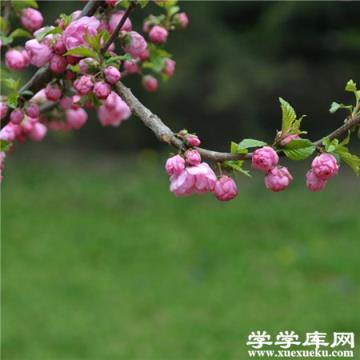 碧桃蟲害的防治