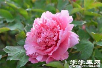 牡丹