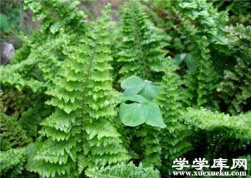 波斯頓蕨葉子干枯的原因