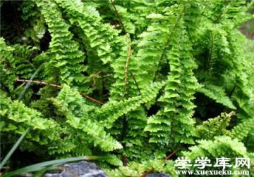 波斯頓蕨葉子干枯怎么辦