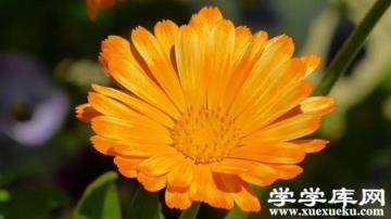 金盞菊
