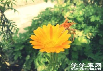 好看的金盞菊