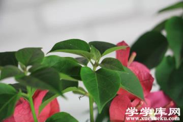 三角梅