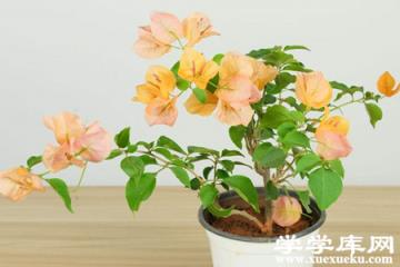 三角梅