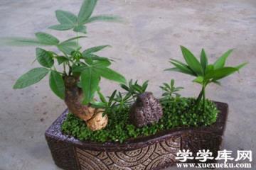 發財樹
